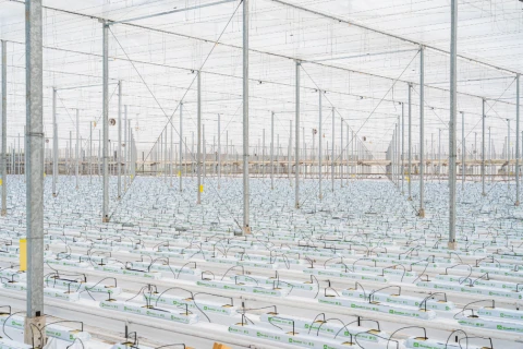 PBF HiRes HortiClean projecten november 39